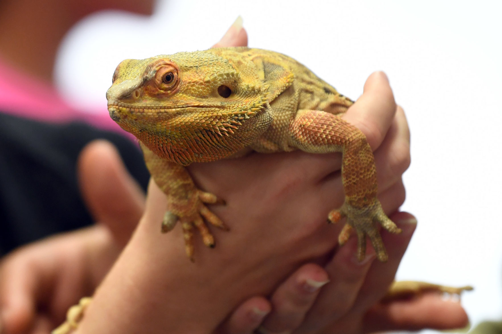 Reptile Day at the library